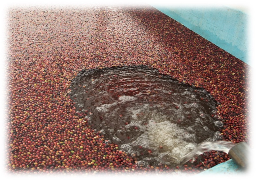 Этапы производства кофе: влажная обработка кофейных зерен