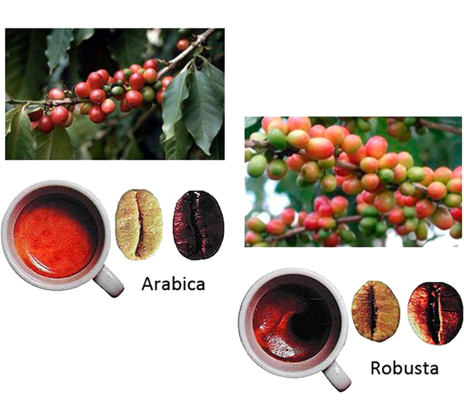 Виды кофейного дерева: арабика и робуста