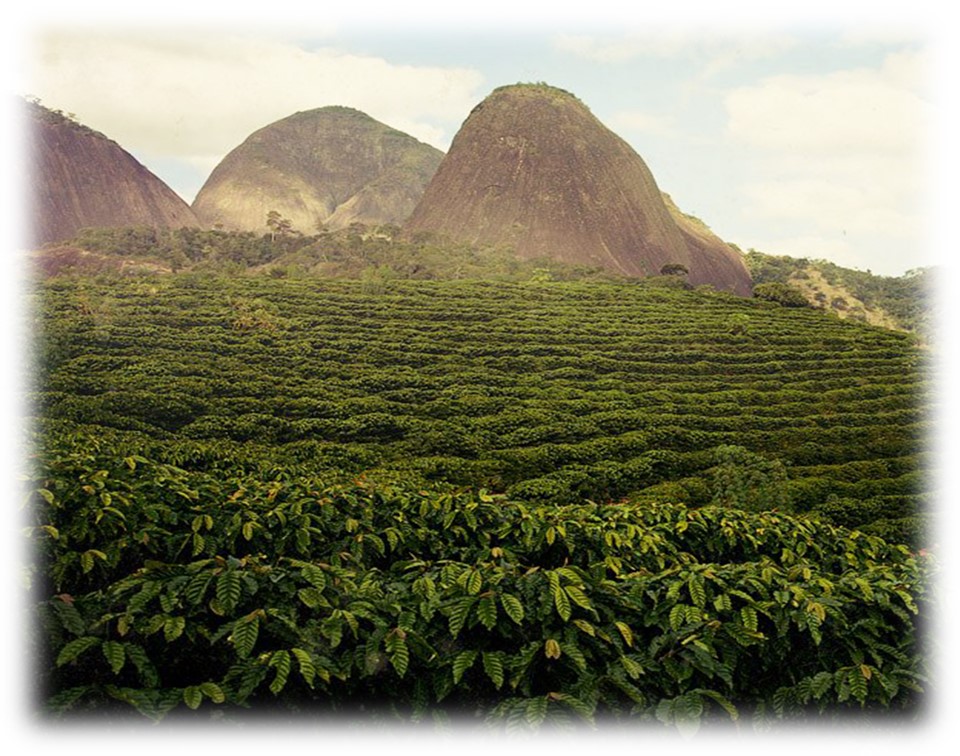 Климатические условия выращивания кофе