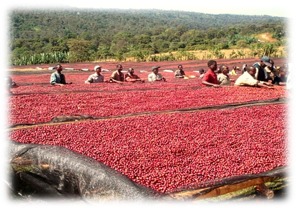 Этапы производства кофе: сухая обработка кофейных зерен