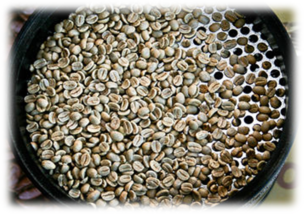 Этапы производства кофе: сортировка и классификация